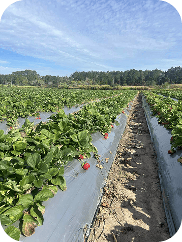 Compostable Agricultural Mulch Film for Tomatoes
