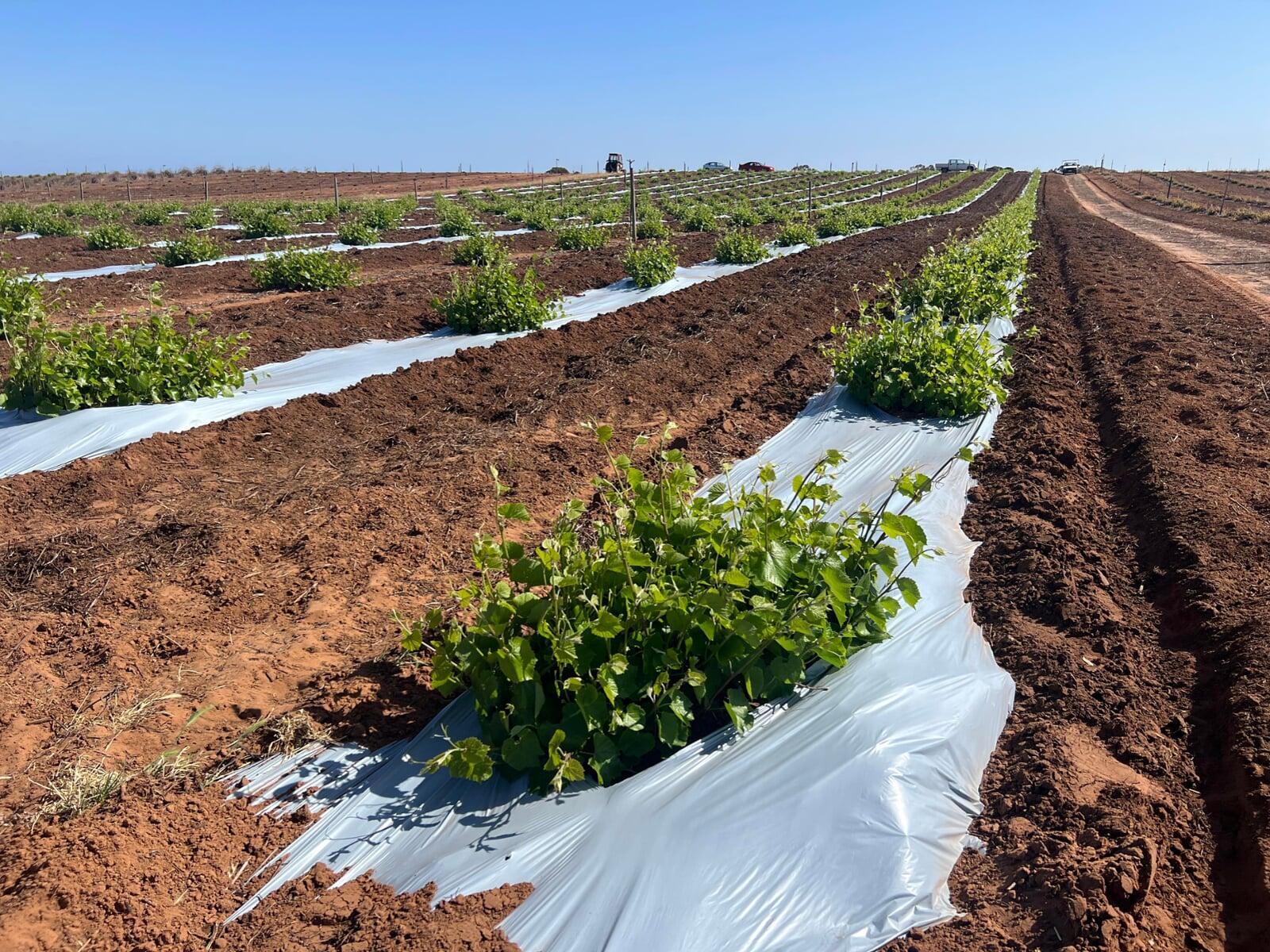 Sustainable farming using mulch film