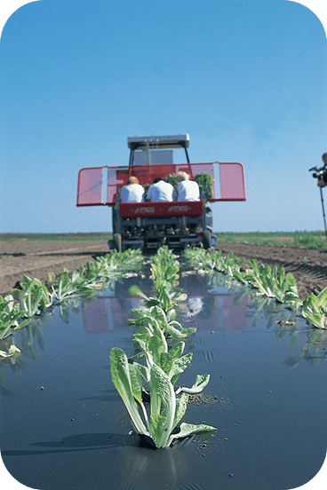 Tractor laying biodegradable mulch film in rows