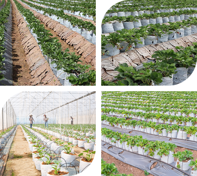 Environmentally friendly mulch film 