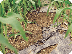 Biodegradable Mulch Film After 80 days