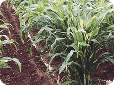 Mulch Film After 90 days