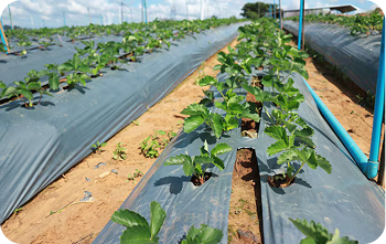 Certified Soil Biodegradable mulch film