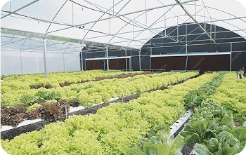 Mulch films cuts plastic waste