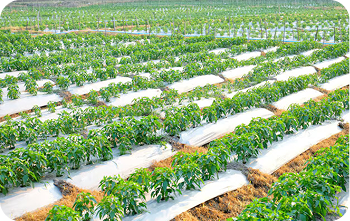 Biodegradable mulch film helps in healthy soil growth