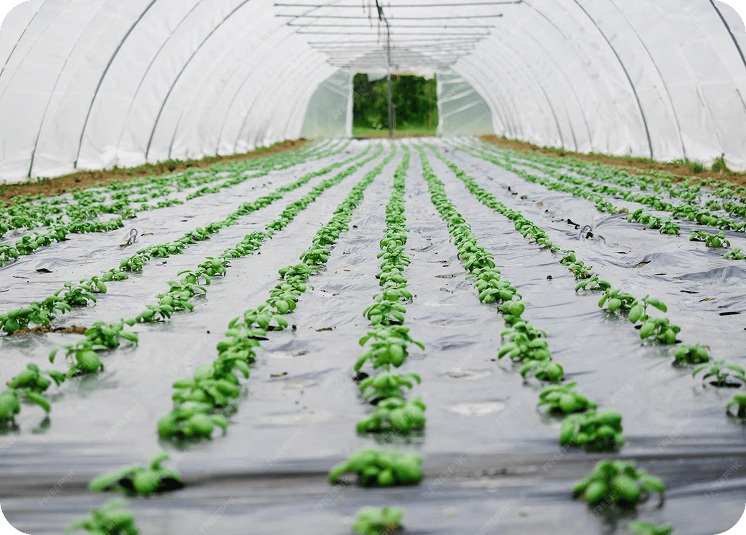 Compostable Mulch Film for Vegetable Crops