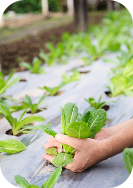 Planting a seedling through mulch film
