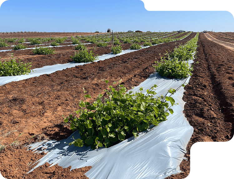 BioAgri biodegradable mulch film on a farm field