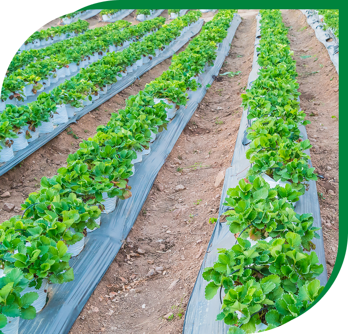 Farm biodegradable mulch film